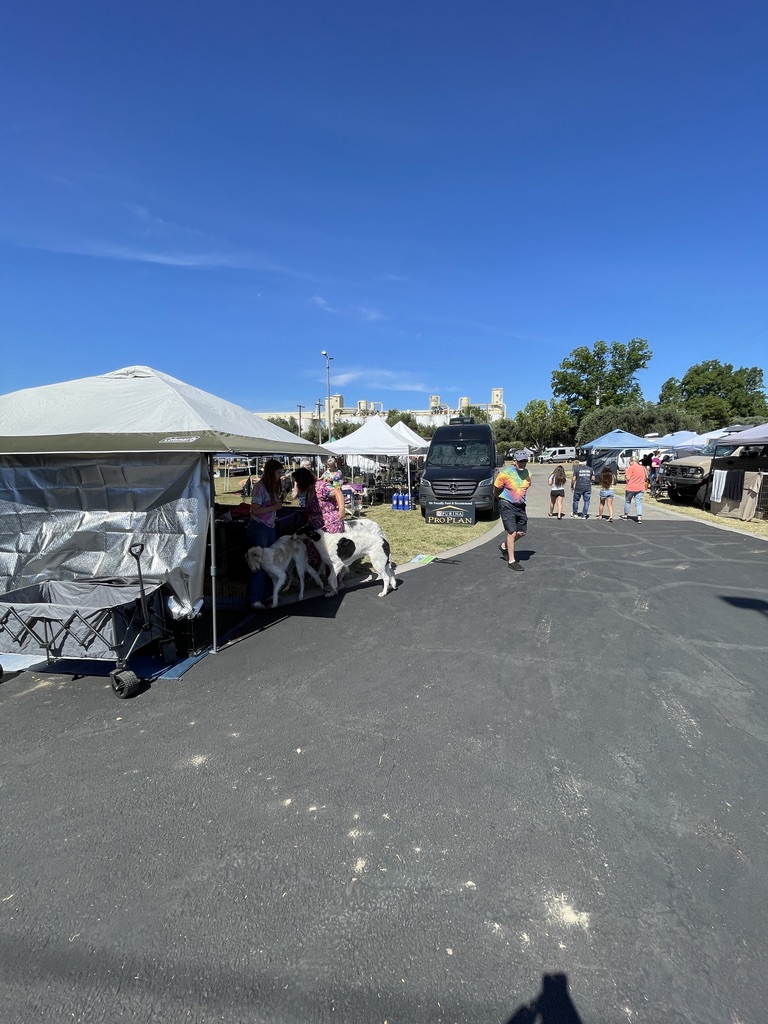 Exhibitors with large white and black-and-white show dogs at a grooming tent