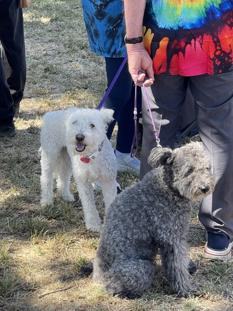 Soft Coated Wheaten Terrier and Kerry Blue Terrier on leashes