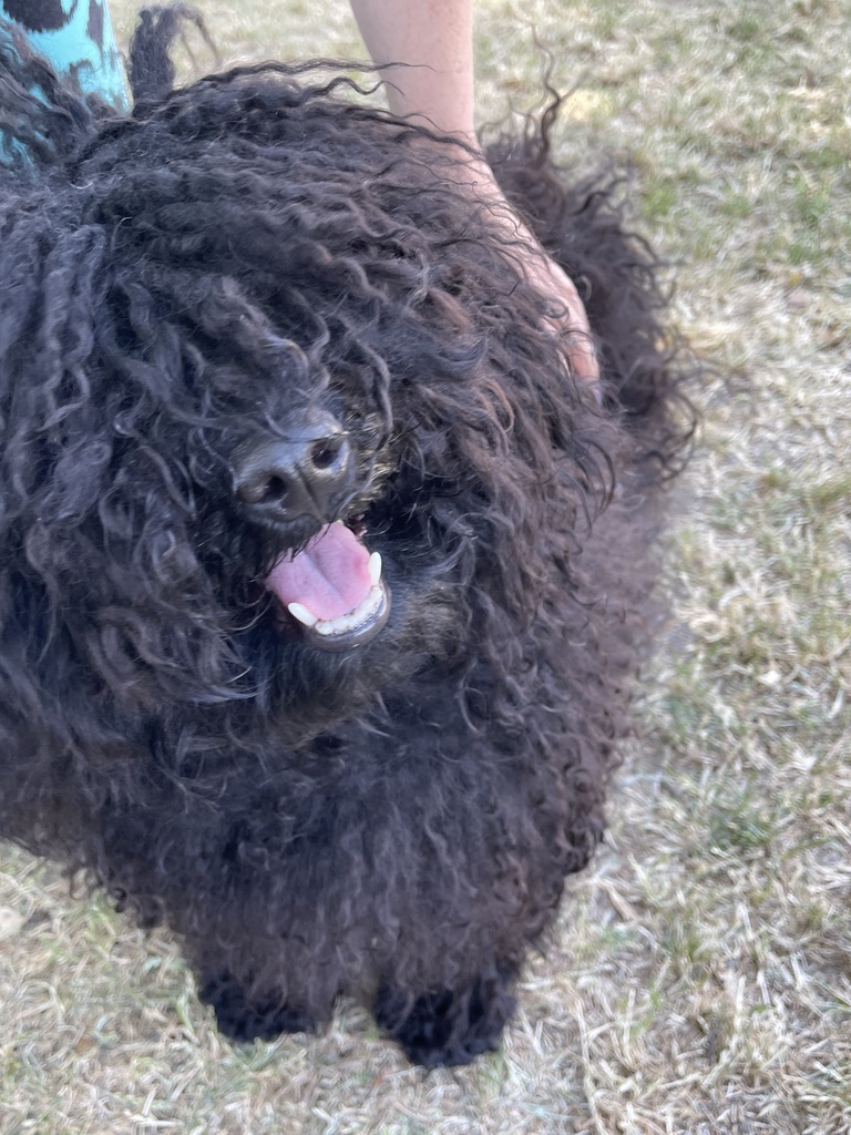 Black Puli smiling with tongue out