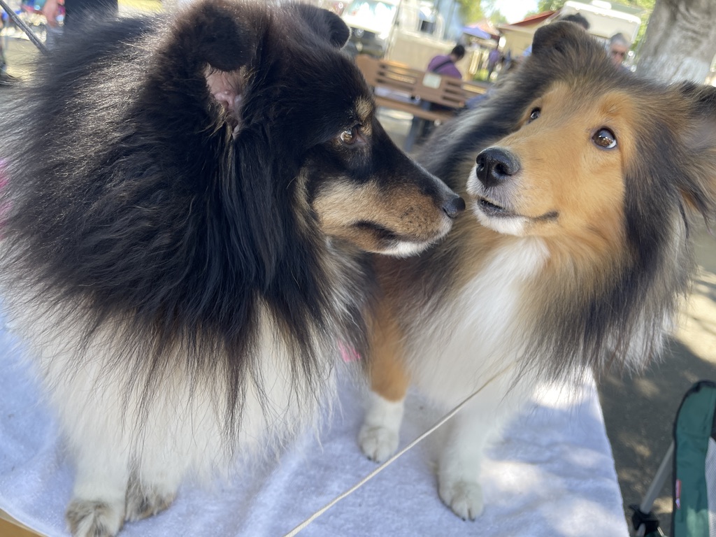 Two Shetland Sheepdogs on a grooming table