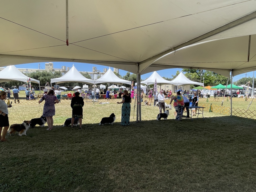 Shetland Sheepdog class lined up with handlers under outdoor tents