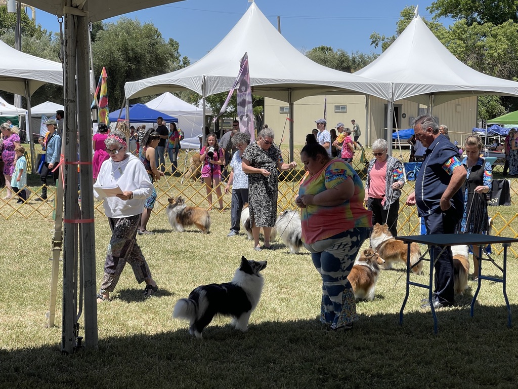 Busy outdoor ring with handlers and Shetland Sheepdogs