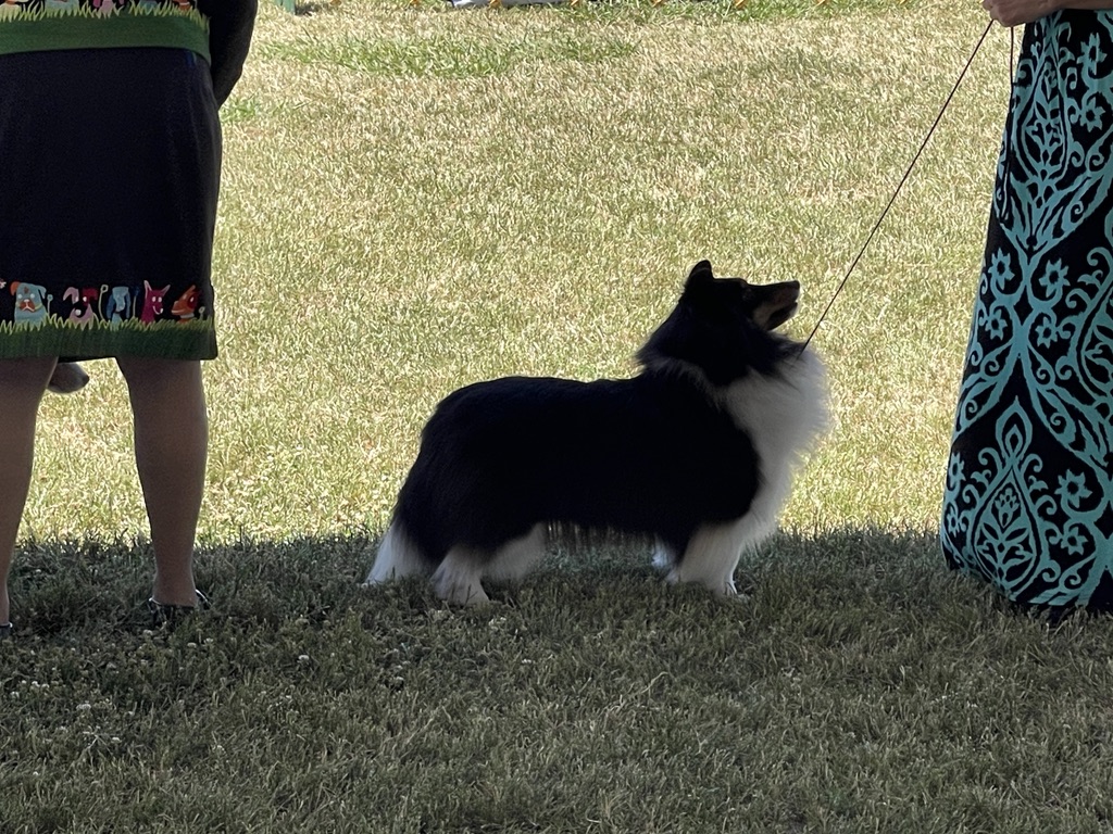 Black-and-white Shetland Sheepdog stacked in the show ring