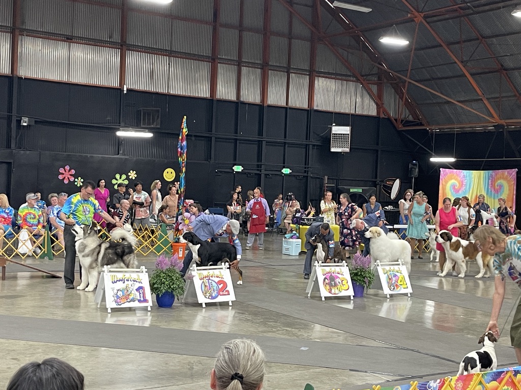 Indoor group including Alaskan Malamute and Great Pyrenees at Woofstock placements